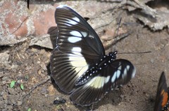 Pseudacraea lucretia