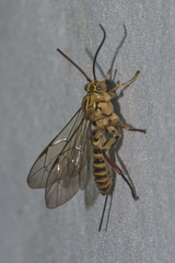 Theronia