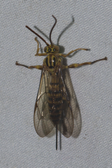 Theronia