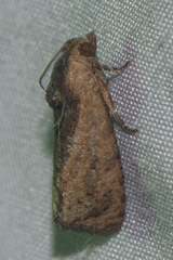 Cryptophlebia ombrodelta