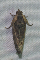 Cryptophlebia ombrodelta