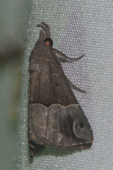 Dichromia cognata