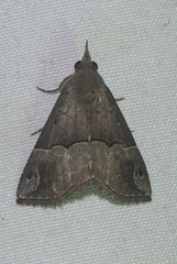 Dichromia cognata
