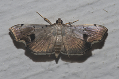 Ceratarcha