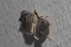 Ceratarcha