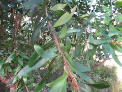 Persoonia stradbrokensis