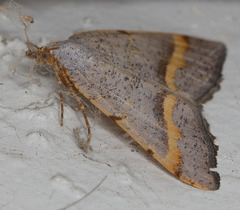 Macaria guenearia