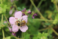 Bombus nevadensis