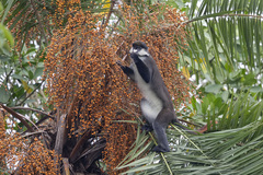Cercopithecus ascanius