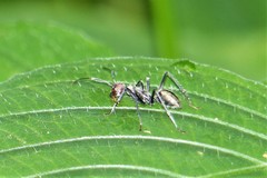 Camponotus singularis