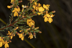 Pultenaea alea