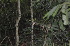 Herona marathus