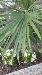 Chamaerops humilis