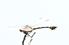 Ictinogomphus