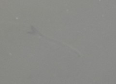 Hemiculter leucisculus