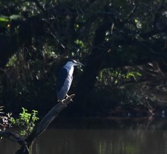 Nycticorax nycticorax