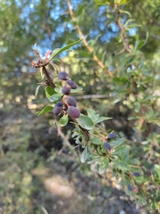 Berberis vulgaris seroi