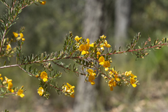 Pultenaea alea