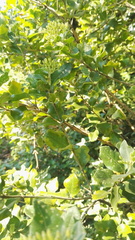 Volkameria glabra