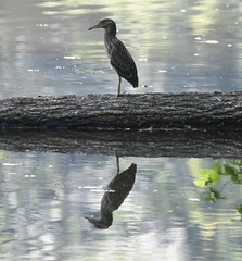 Nycticorax nycticorax