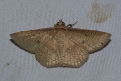 Striglina duplicifimbria