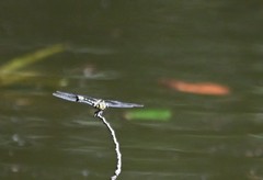 Ictinogomphus pertinax