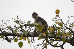 Piliocolobus tephrosceles