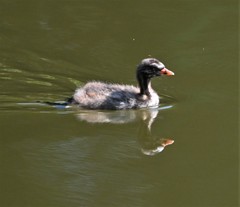 Tachybaptus ruficollis
