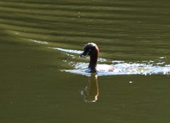 Tachybaptus ruficollis