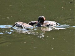 Tachybaptus ruficollis