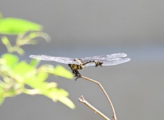 Ictinogomphus pertinax