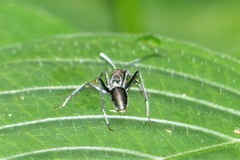 Camponotus singularis