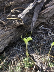 Pterostylis setulosa