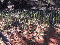 Pterostylis setulosa