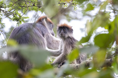 Piliocolobus tephrosceles