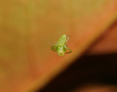Cetratus