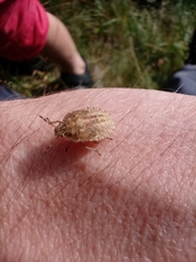 Dolycoris baccarum
