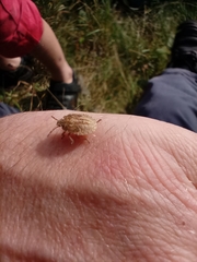 Dolycoris baccarum