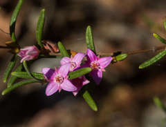 Boronia hapalophylla