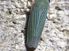 Xyphon flaviceps
