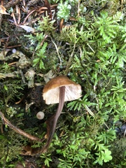 Mycena sanguinolenta