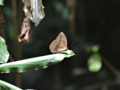 Bebearia cocalia katera