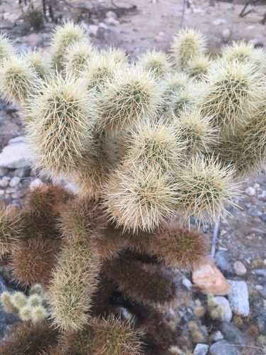 iNaturalist observation photo of Teddybear Cholla