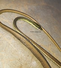 Dendrelaphis wickrorum