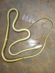 Dendrelaphis wickrorum