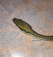 Dendrelaphis wickrorum