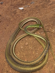 Dendrelaphis wickrorum
