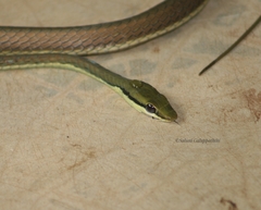 Dendrelaphis wickrorum