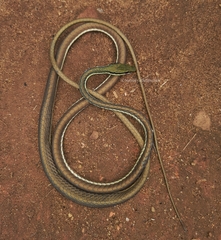 Dendrelaphis wickrorum