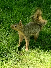 Sciurus niger